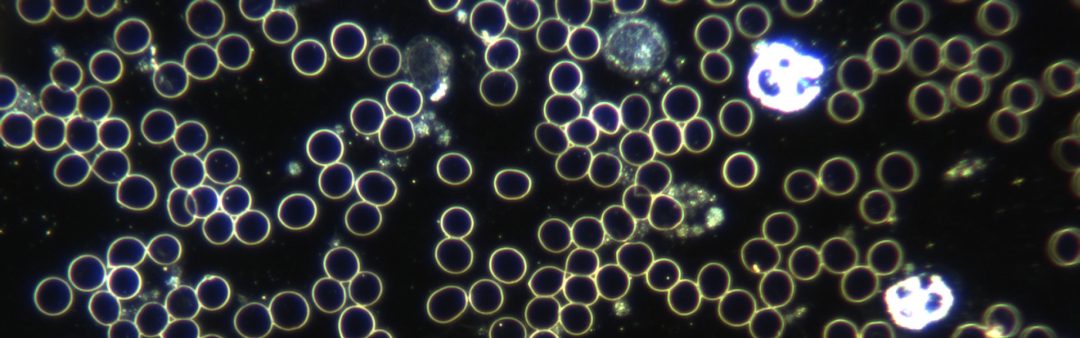 Dunkelfeld Diagnostik | Christiane Kukulus